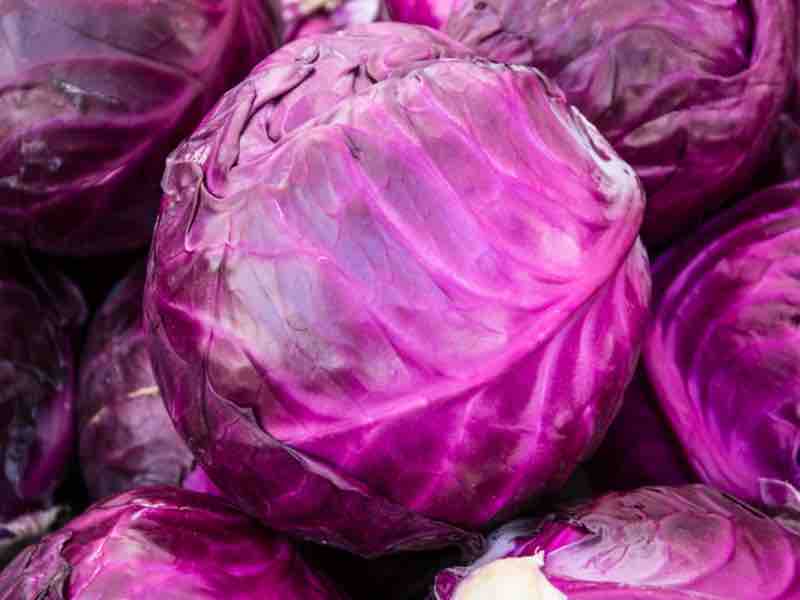 Cabbage, Purple