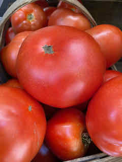 Field Tomatoes, Large Red