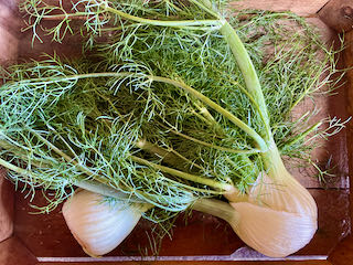 Fennel Bulbs with Greens